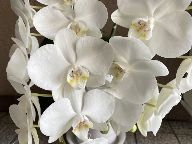 alt="白い胡蝶蘭の写真|法人贈答で立札と名札のどちらを選ぶべきかを解説する記事イメージ"