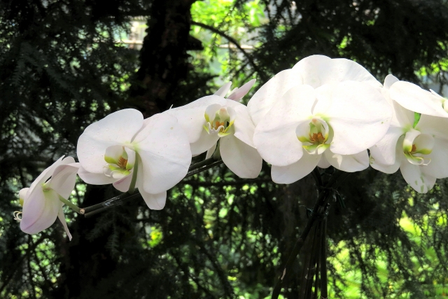 alt="冬の胡蝶蘭の写真|低温ストレスで葉が黄色くなる原因と初動対応を解説する記事イメージ"