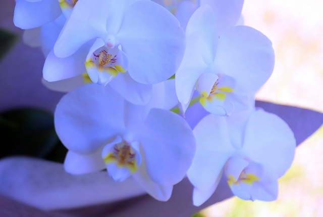 alt="法人向け胡蝶蘭の写真|立札に贈り先名を入れる場合の安全テンプレートを解説する記事イメージ"