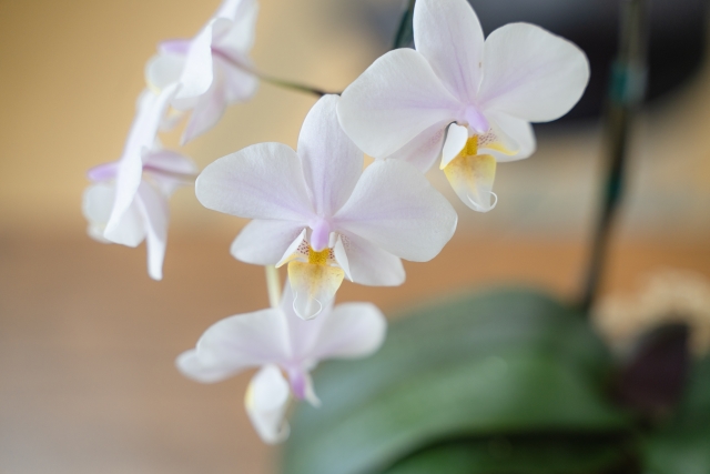 淡いピンクの胡蝶蘭(ファレノプシス)が優しく咲く接写写真|黄色のリップが映える可憐なコチョウランと艶やかな葉・誕生日祝いや自宅用インテリアに人気の高級フラワーギフトイメージ