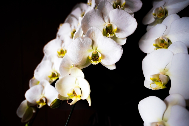 alt="胡蝶蘭の白い花の写真|葉が黄色くなる原因として根腐れを解説する記事イメージ"