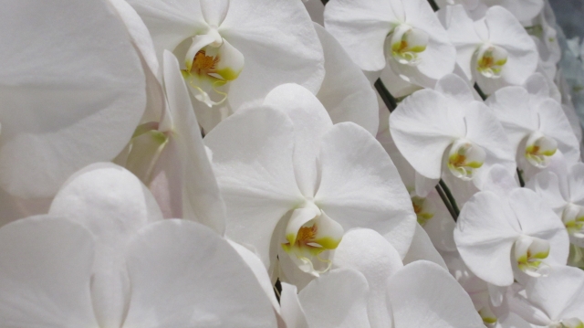 白い胡蝶蘭の大輪が豪華に並ぶアレンジメント写真｜純白の花弁と黄色のリップが整然と咲き誇るコチョウラン・開店祝いや就任祝いに最適な法人向け高級フラワーギフトイメージ