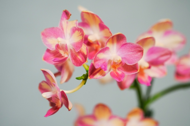 胡蝶蘭がピンク色の花を咲かせています