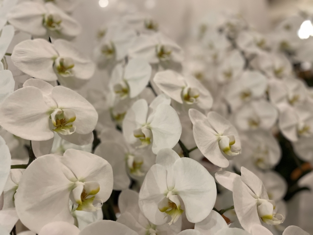 alt="法人向け胡蝶蘭ギフトの写真|立札に贈り先名を入れるかどうかを解説する記事イメージ"