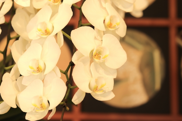 温かみのある照明下で咲く白い胡蝶蘭（ファレノプシス）の接写写真｜黄色のリップが映える上品な大輪コチウランと和風背景・開店祝いや就任祝いに最適な法人贈答向け高級フラワーギフトイメージ
