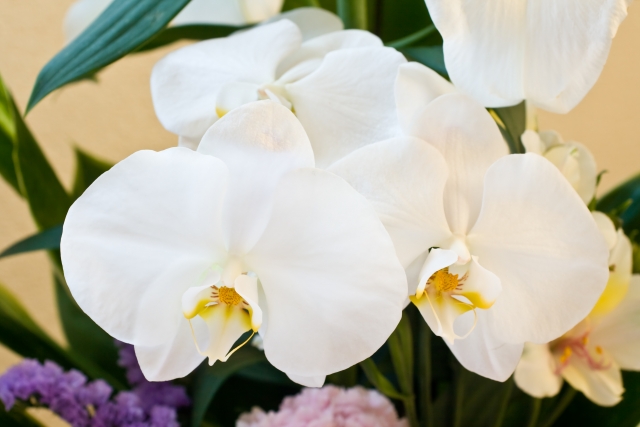 alt="胡蝶蘭の写真｜水やり過多と水不足の見分け方を解説する記事イメージ"