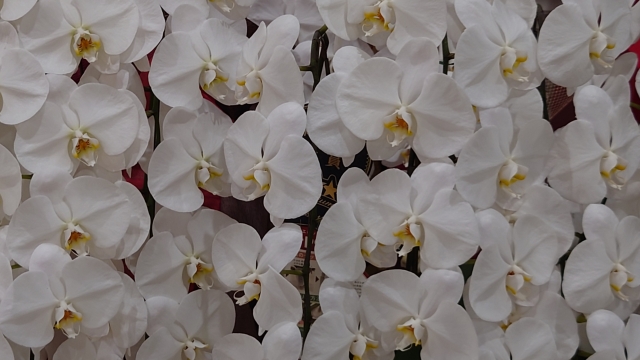 alt="白い胡蝶蘭の写真|低温障害時に植え替えを急がず環境を整える判断基準を解説する記事イメージ"