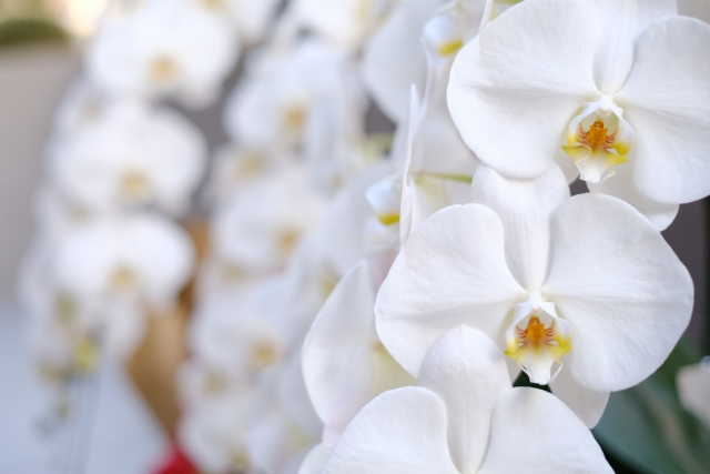 alt="白い胡蝶蘭の写真|法人立札で贈り先名を入れる判断基準と安全な書き方を解説する記事イメージ"