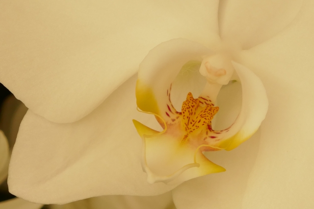 白い胡蝶蘭の花芯をやわらかい光で捉えた接写写真｜黄色と赤の斑点模様が美しいリップ部分のクローズアップ・上品なコチョウラン大輪種の高級フラワーギフトイメージ