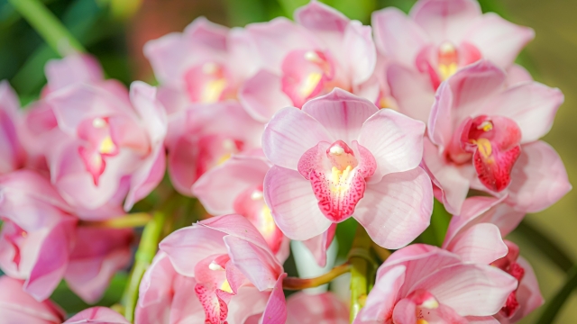 胡蝶蘭がピンク色の花を咲かせています