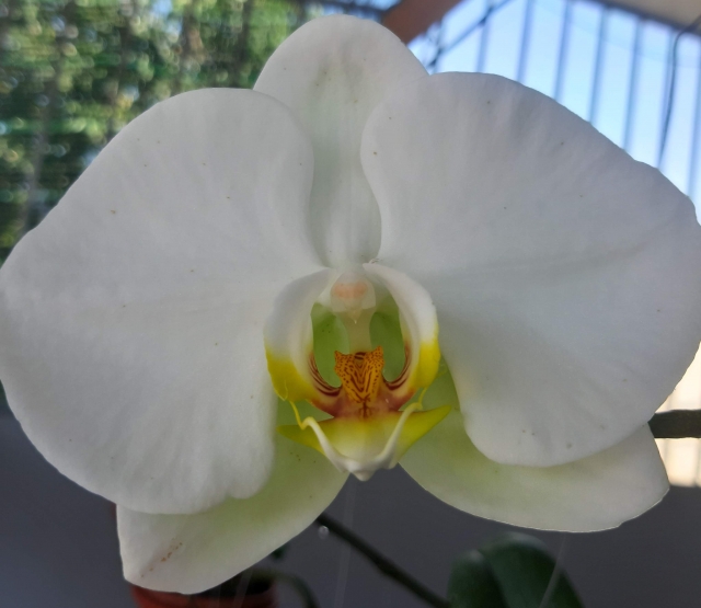 白い胡蝶蘭の正面アップ写真|大きな純白の花弁と黄色のリップが際立つコチョウラン大輪種・室内で楽しむ上品な高級フラワーギフトイメージ