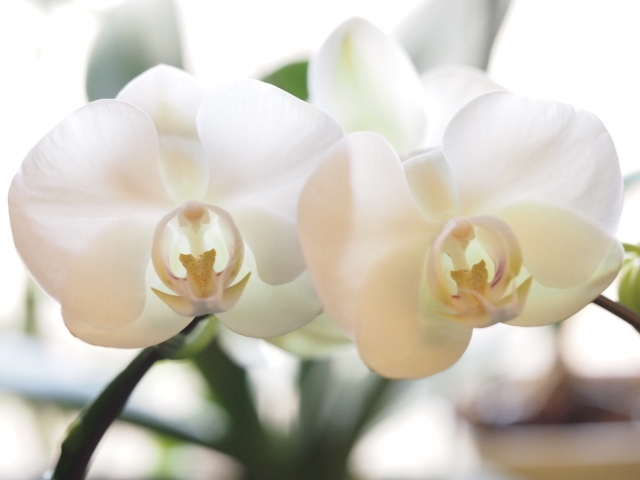 やわらかな自然光に包まれた白い胡蝶蘭（ファレノプシス）のクローズアップ写真｜淡い黄色のリップが美しい大輪コチョウランの上品な室内画像