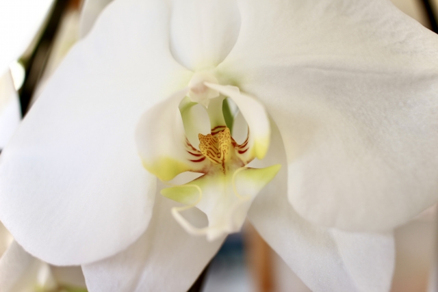 alt="法人向け胡蝶蘭の写真|立札の敬称で迷ったときの判断基準と事故防止策を解説する記事イメージ"