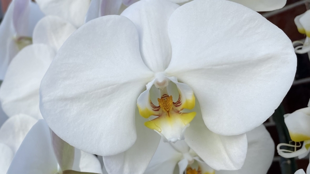 alt="白い胡蝶蘭の写真｜英語社名を立札に入れる際の横書きルールと安全な表記方法を解説する記事イメージ"