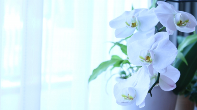 白い胡蝶蘭（ファレノプシス）がカーテン越しの自然光に映える室内写真｜淡いブルーの光に包まれた上品なコチョウラン・開店祝いや就任祝いなど法人贈答向け高級フラワーギフトイメージ