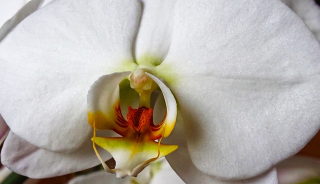 alt="法人贈答用の白い胡蝶蘭の写真｜立札の役職順や正式名称の確認に関する記事イメージ"