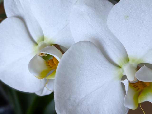 alt="胡蝶蘭の写真｜法人贈答が会社の印象と信用を左右することを伝える記事イメージ"