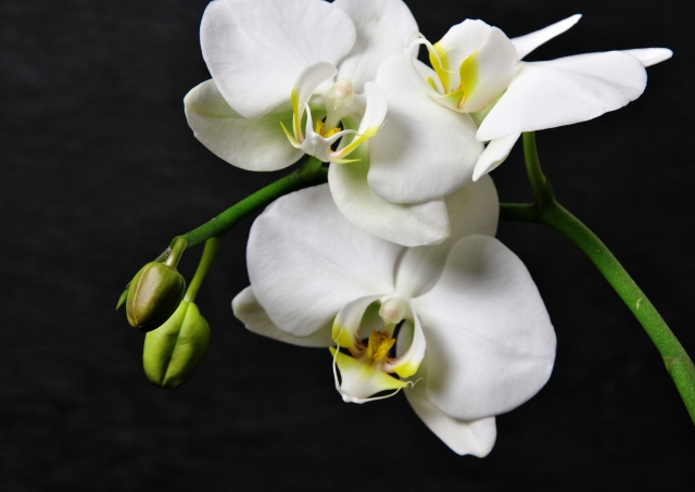 白い胡蝶蘭（ファレノプシス）の大輪花とつぼみを黒背景で撮影した接写写真｜黄色のリップが際立つ上品なコチョウラン・高級感あふれる法人贈答や就任祝い向けフラワーギフトイメージ