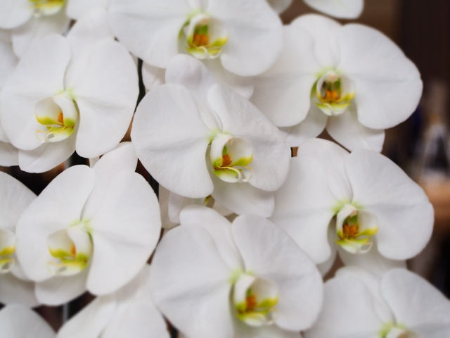 白い胡蝶蘭（ファレノプシス）の花が整然と並ぶ豪華なクローズアップ写真｜黄色いリップが映える大輪コチョウランの上品な室内ディスプレイ画像