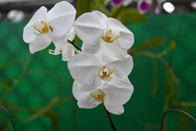 alt="胡蝶蘭の写真|下葉1枚だけ黄色くなる自然黄変の判断ポイントを解説する記事イメージ"