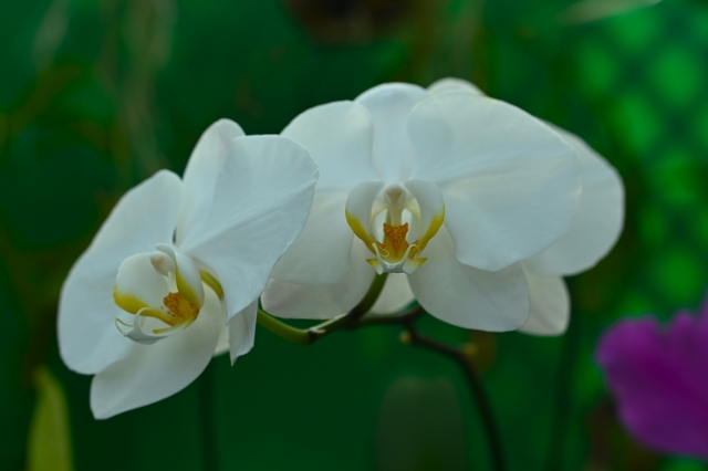 alt="立札の役職が長い場合の省略ルールを解説する記事イメージ｜法人向け白い胡蝶蘭の贈答写真"