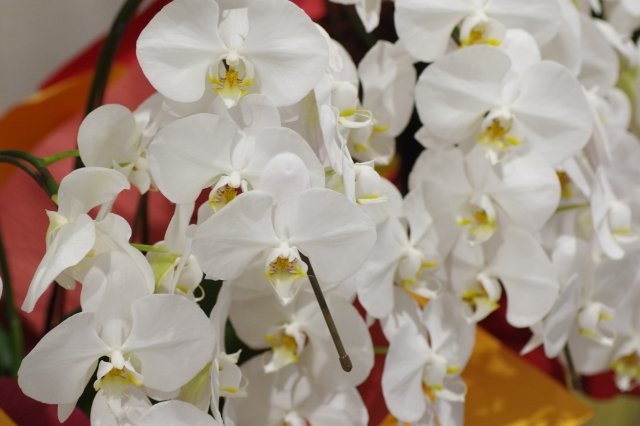 alt="法人向け胡蝶蘭ギフトの写真｜立札の連名ルールや書き方を解説する記事イメージ"