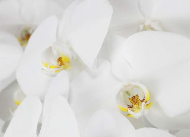 やわらかな白トーンで包まれた白い胡蝶蘭（ファレノプシス）のクローズアップ写真｜黄色いリップが美しく映える大輪コチョウランの上品な接写画像
