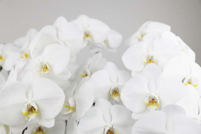 白背景に咲き揃う白い胡蝶蘭（ファレノプシス）の群生写真｜黄色いリップが映える大輪コチョウランの清楚で高級感あるディスプレイ画像