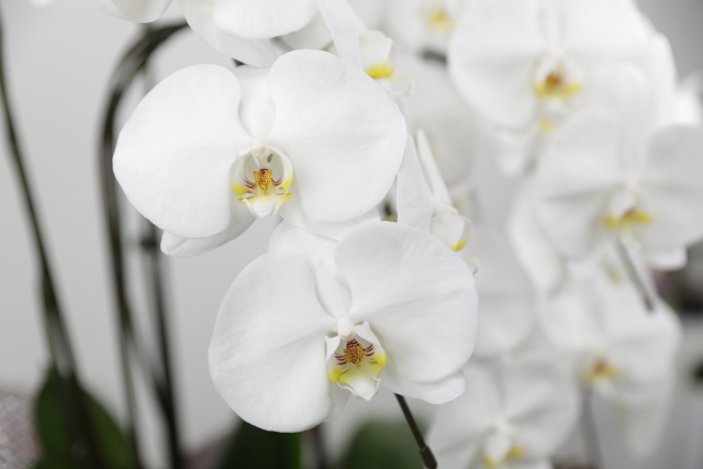 白い胡蝶蘭（ファレノプシス）の大輪花をやわらかな白背景で撮影した接写写真｜黄色のリップが美しい上品なコチョウラン・開店祝いや就任祝いに最適な法人贈答向け高級フラワーギフトイメージ