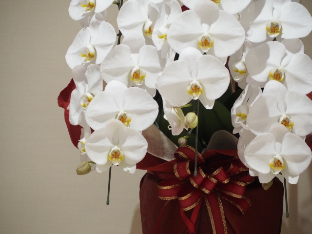 alt="白い胡蝶蘭の写真|根腐れ型の黄変を10秒で見分けるチェックポイントを解説する記事イメージ"