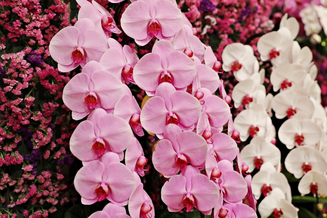 胡蝶蘭がピンク色の花を咲かせています