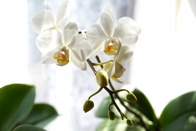 alt="白い胡蝶蘭の写真|法人贈答における二重札の意味と使いどころを解説する記事イメージ"