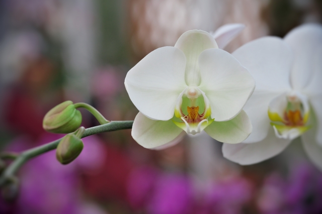 alt="法人贈答で使われる白い胡蝶蘭の写真|開業祝い・就任祝いなど御祝表題の解説記事イメージ"