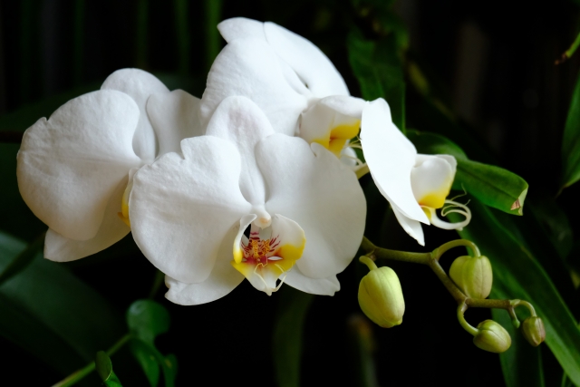 alt="法人向け胡蝶蘭ギフトの写真|立札ミスを防ぐ確認フローと表記事故対策を解説する記事イメージ"