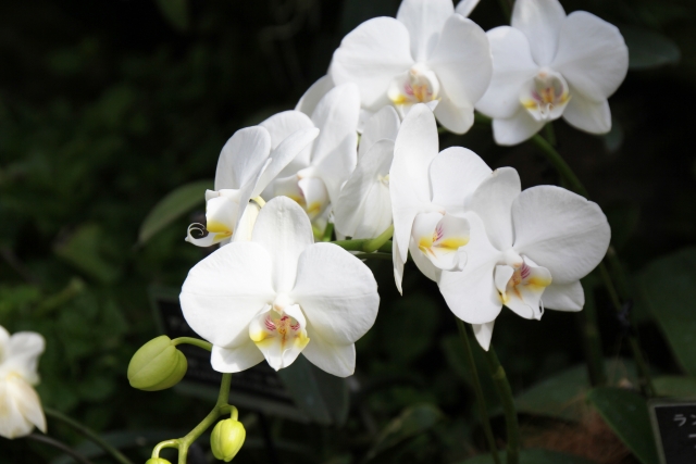 alt="法人向け胡蝶蘭の写真｜立札の連名や二重札の使い分けを解説する記事イメージ"