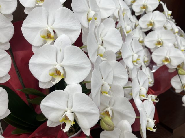 alt="白い胡蝶蘭の写真｜法人贈答で失敗を防ぐ5つの安全ルールを解説する記事イメージ"