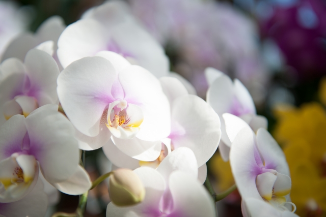 胡蝶蘭が白い花を咲かせています