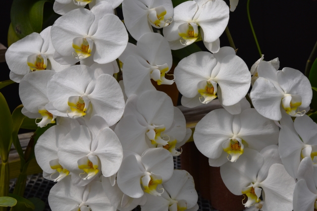 alt="白い胡蝶蘭の写真｜水やりの再発防止ルールと安全な管理基準を解説する記事イメージ"