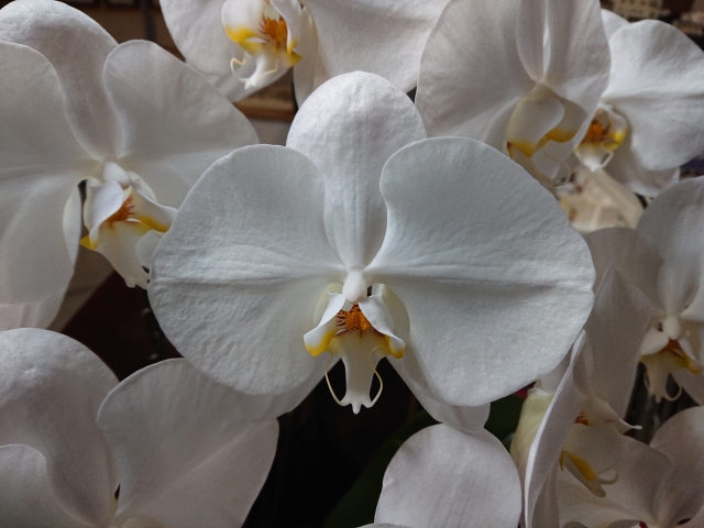 alt="白い胡蝶蘭の写真|法人贈答では迷ったら一枚札を選ぶという実務判断を解説する記事イメージ"