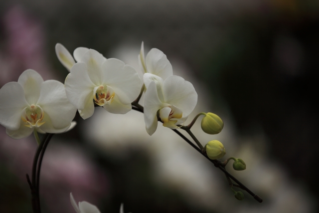 白い胡蝶蘭（ファレノプシス）が弓なりに咲く上品な写真｜蕾と満開花が並ぶコチョウランの横顔と背景ボケ・開店祝いや就任祝いに最適な法人贈答向け高級フラワーギフトイメージ