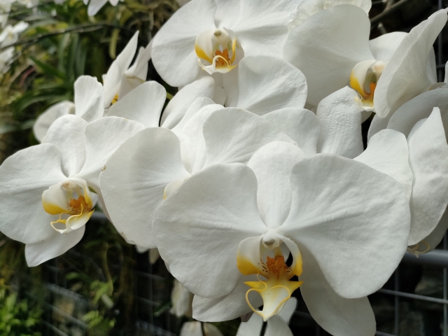 alt="白い胡蝶蘭の写真｜水やり過多と水不足を10秒で見分けるチェックポイントを解説する記事イメージ"