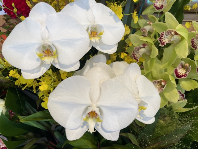 alt="白い胡蝶蘭の写真|受付が小さいクリニックやサロンなど名札が向く法人贈答シーンを解説する記事イメージ"