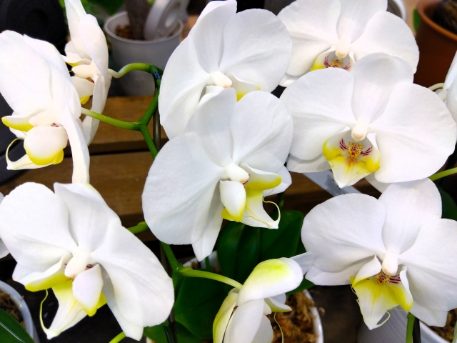 alt="白い胡蝶蘭の写真|寿命による自然な黄変の見分け方を解説する記事イメージ"