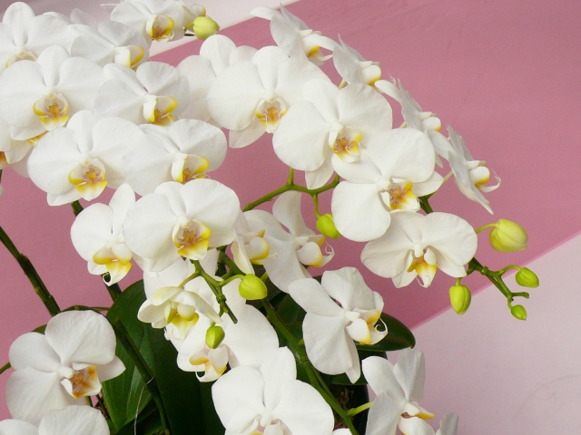 白い胡蝶蘭がアーチ状に咲き広がる鉢植え写真｜ピンクの背景に映えるコチョウランの華やかな大輪とつぼみのクローズアップ
