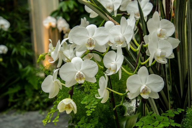 胡蝶蘭が白い花を咲かせています