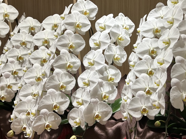 白い胡蝶蘭の大輪が豪華に並ぶアレンジメント写真｜純白の花弁と黄色のリップが整然と咲き誇るコチョウラン・開店祝いや就任祝いに最適な法人向け高級フラワーギフトイメージ