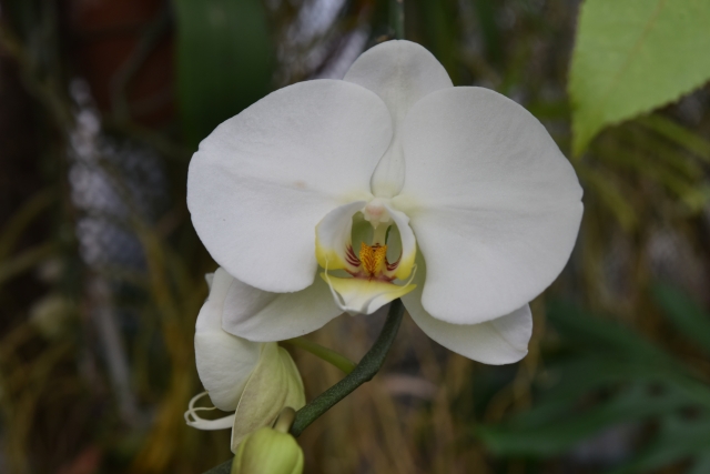 alt="白い胡蝶蘭の写真|法人立札で敬称を付ける場合の安全な書き方と実務判断を解説する記事イメージ"