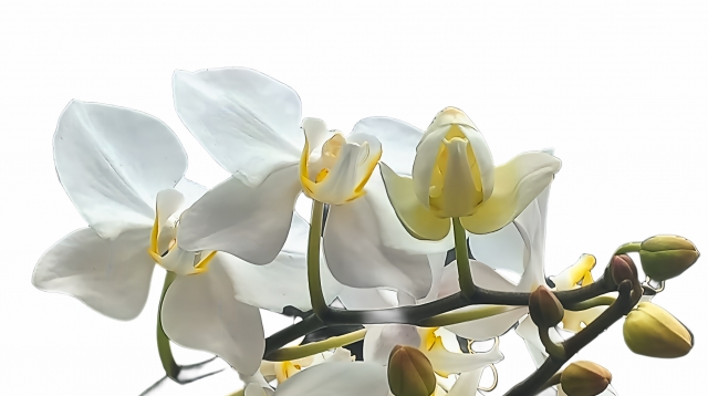 白い胡蝶蘭（ファレノプシス）の花とつぼみを横から捉えた接写写真｜透ける花弁と黄色のリップが美しいコチョウラン・高級感ある法人贈答や開店祝い向けフラワーギフトイメージ