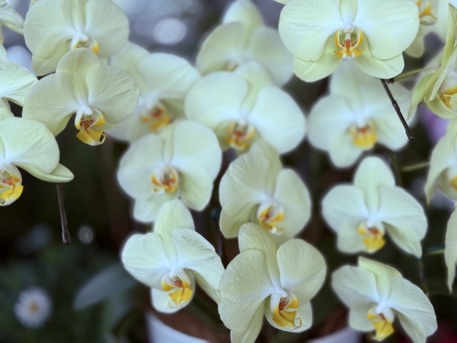 alt="胡蝶蘭の立札マナーと役職表記を解説する記事のイメージ写真｜法人贈答で使われる上品な白いコチョウラン"