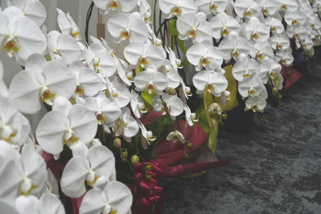 alt="法人向け胡蝶蘭ギフトの写真｜立札の英語表記ルールと日本語との使い分けを解説する記事イメージ"